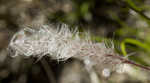 Cogongrass